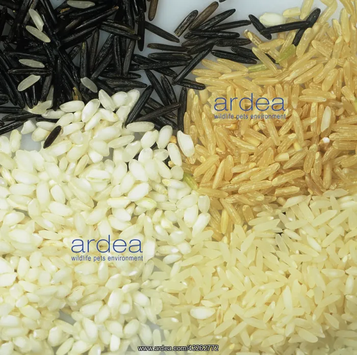 : Varieties of Rice Grains : Varieties of Rice Grains