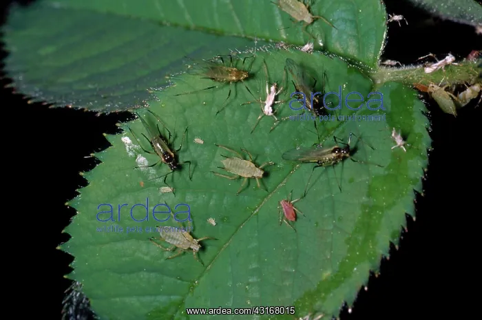 : Variety of Aphids : Variety of Aphids