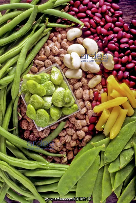 : Variety of Beans : Variety of Beans