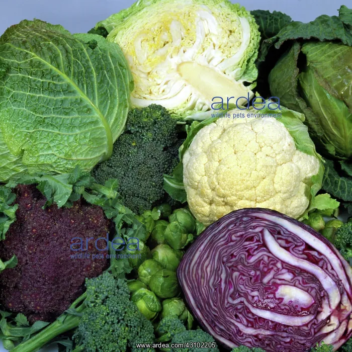 : A variety of brassica and cabbage crops : A variety of brassica and cabbage crops