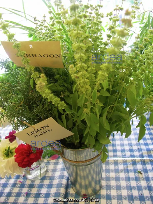 : Herbs. Variety of herbs, including Tarragon and Lemon Basil : Herbs. Variety of herbs, including Tarragon and Lemon Basil