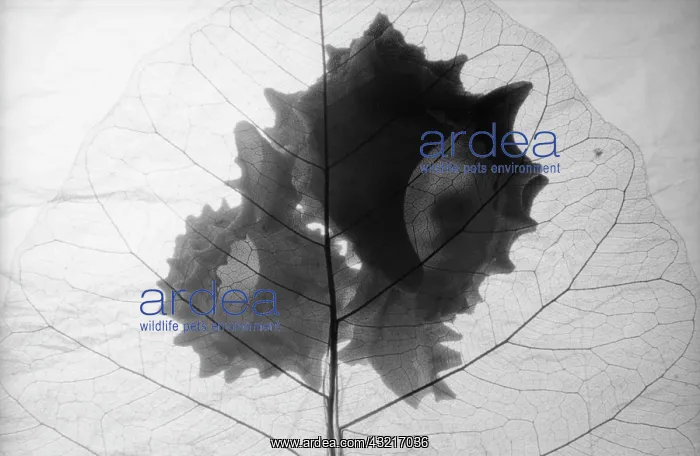: Variety not identified, Black & white : Variety not identified, Black & white