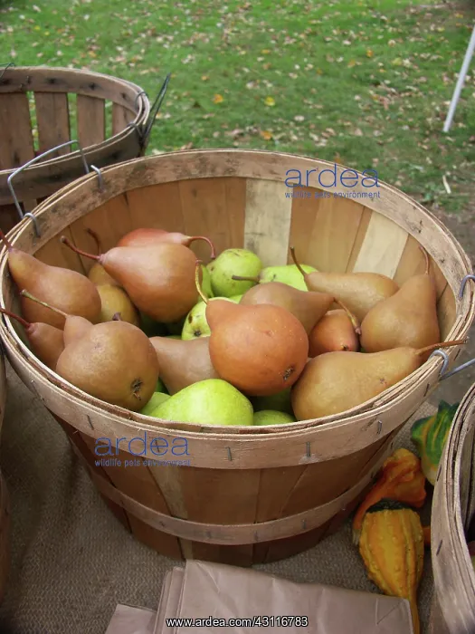  : Variety of Pears