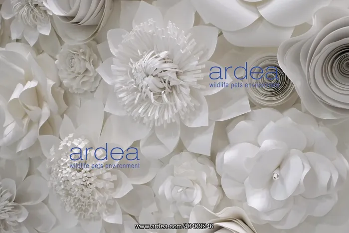 : Variety of white flower designs made from cut paper : Variety of white flower designs made from cut paper