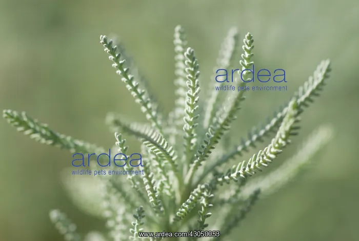 : varietynotidenitified : varietynotidenitified