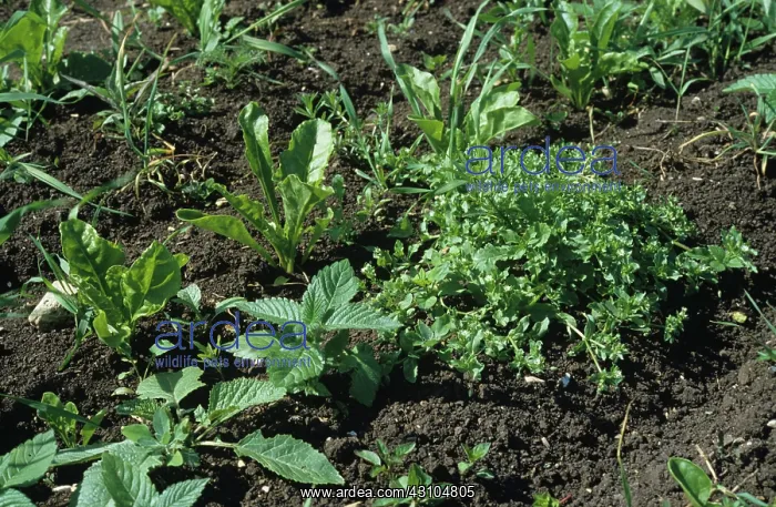: Various annual weeds : Various annual weeds