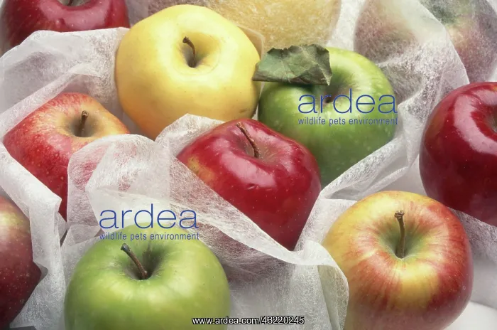 : Various Apples : Various Apples