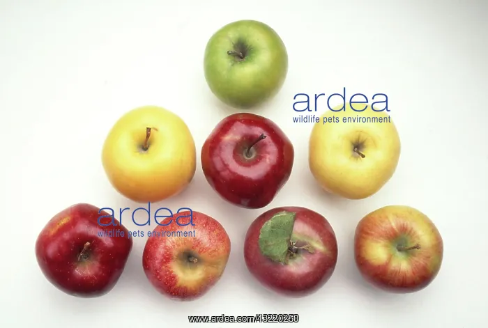 : Various Apples : Various Apples