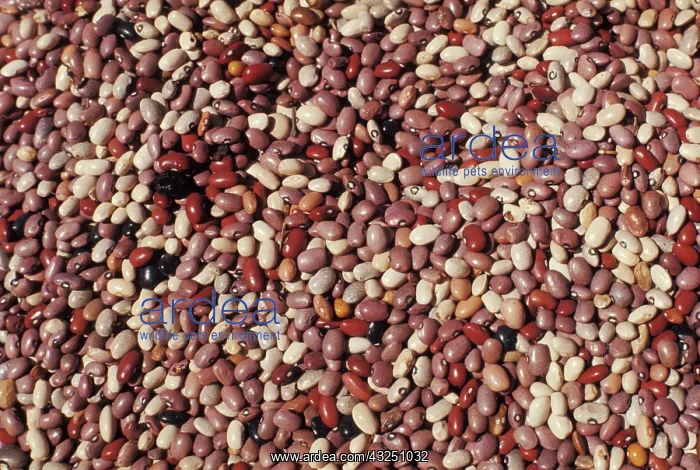 : Various beans : Various beans