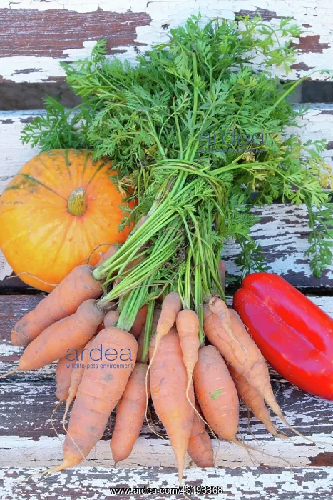 : various fall vegetables: pumpkin, peppers, carrots : various fall vegetables: pumpkin, peppers, carrots