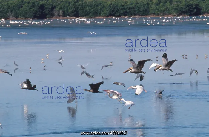 : Various Florida Birds : Various Florida Birds