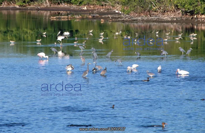 : Various Florida Birds : Various Florida Birds