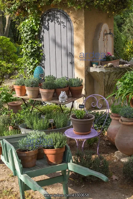 : Various herbs in pots, Provence, France : Various herbs in pots, Provence, France