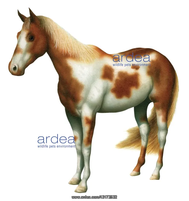 : Various Horse Shoes : Various Horse Shoes