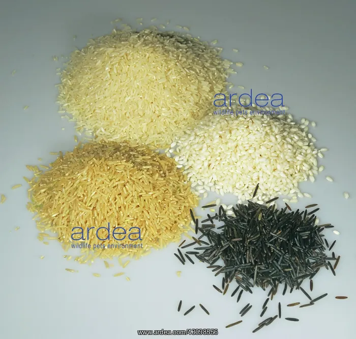 : Various Kinds of Rice : Various Kinds of Rice