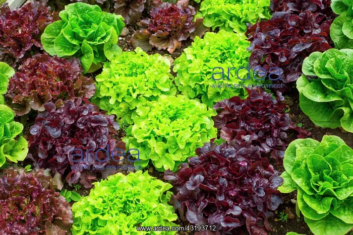 : Various Lettuces in a kitchen garden, Provence : Various Lettuces in a kitchen garden, Provence