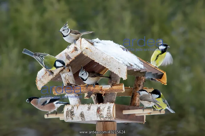 : Various songbirds at a feeder, in winter, photomontage : Various songbirds at a feeder, in winter, photomontage