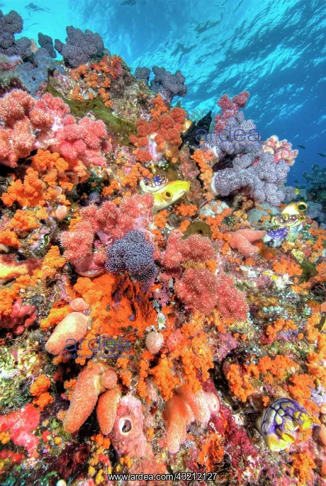 : Various species of soft corals, tunicates : Various species of soft corals, tunicates