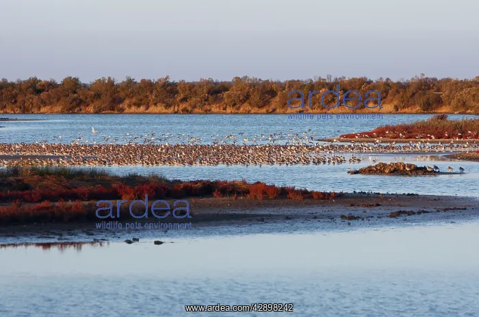 : Various Waders : Various Waders
