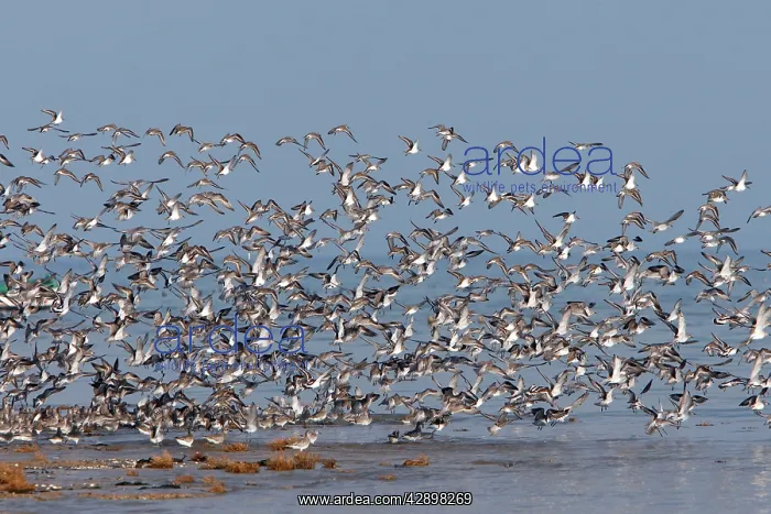 : Various Waders: Dunlin - Ringed Plover - Black-tailed : Various Waders: Dunlin - Ringed Plover - Black-tailed