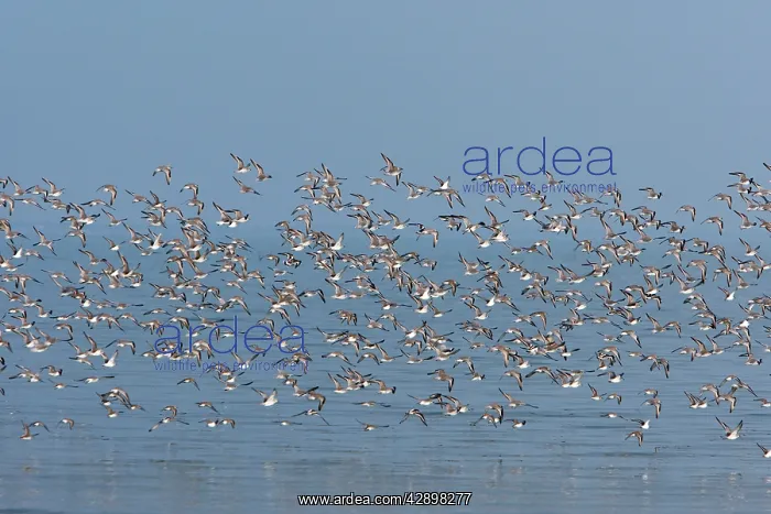 : Various Waders: Dunlin - Ringed Plover - Black-tailed : Various Waders: Dunlin - Ringed Plover - Black-tailed