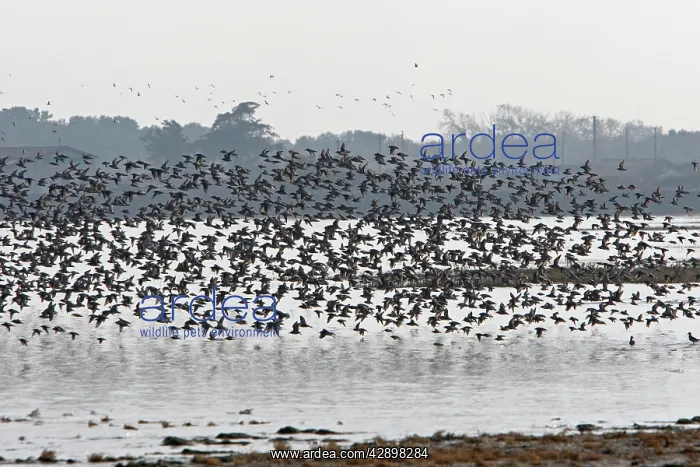: Various Waders: Dunlin - Ringed Plover - Black-tailed : Various Waders: Dunlin - Ringed Plover - Black-tailed