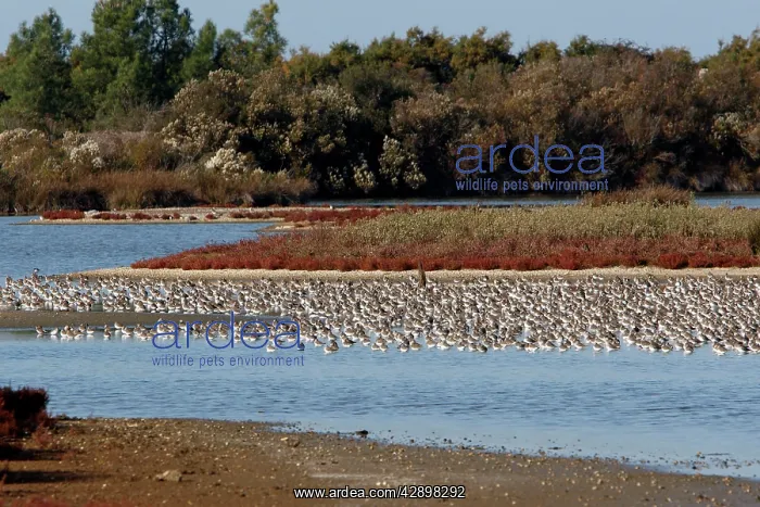 : Various Waders: Dunlin - Ringed Plover - Black-tailed : Various Waders: Dunlin - Ringed Plover - Black-tailed