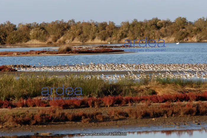 : Various Waders: Dunlin - Ringed Plover - Black-tailed : Various Waders: Dunlin - Ringed Plover - Black-tailed