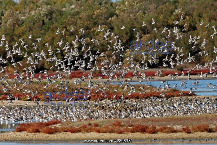 : Various Waders - (mainly Dunlin) : Various Waders - (mainly Dunlin)