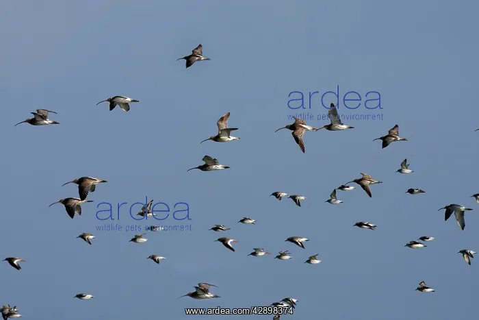 : Various Waders: mainly Dunlin and Curlew - in flight : Various Waders: mainly Dunlin and Curlew - in flight