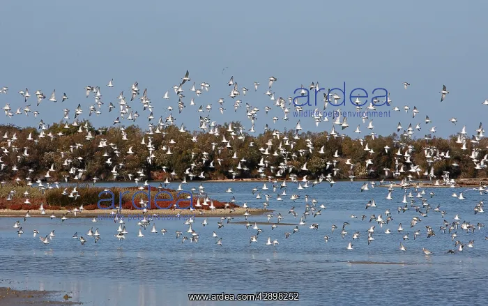 : Various Waders (mainly Dunlin) - in flight : Various Waders (mainly Dunlin) - in flight