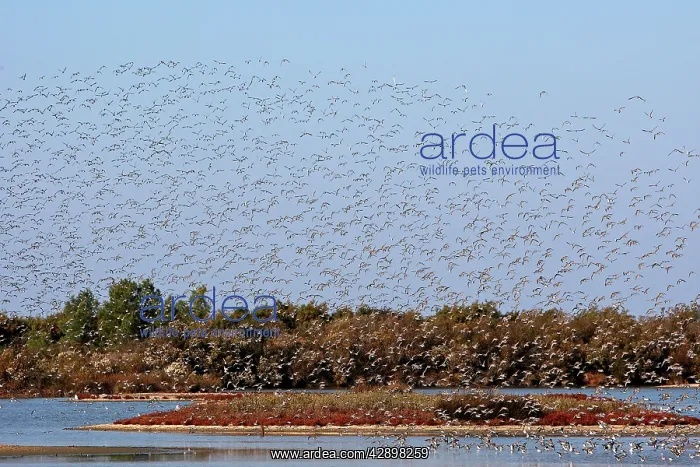 : Various Waders (mainly Dunlin) - in flight : Various Waders (mainly Dunlin) - in flight