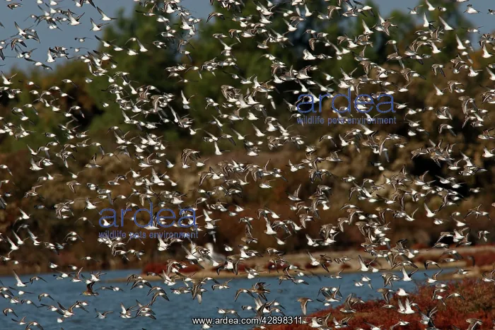 : Various Waders (mainly Dunlin) - in flight : Various Waders (mainly Dunlin) - in flight