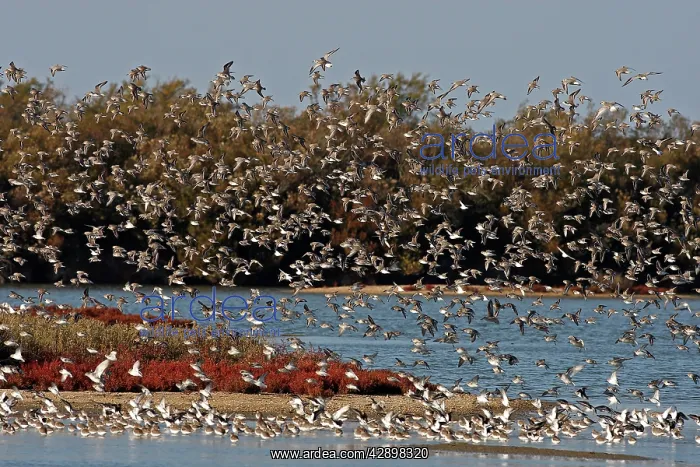 : Various Waders (mainly Dunlin) - in flight : Various Waders (mainly Dunlin) - in flight