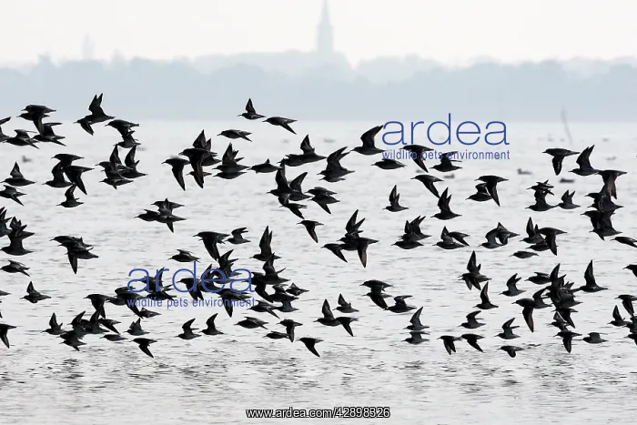 : Various Waders: mainly Dunlin - in flight : Various Waders: mainly Dunlin - in flight