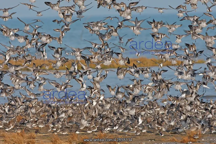 : Various Waders: mainly Dunlin - in flight : Various Waders: mainly Dunlin - in flight