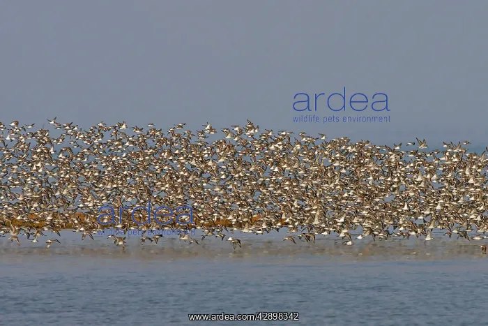 : Various Waders: mainly Dunlin - in flight : Various Waders: mainly Dunlin - in flight