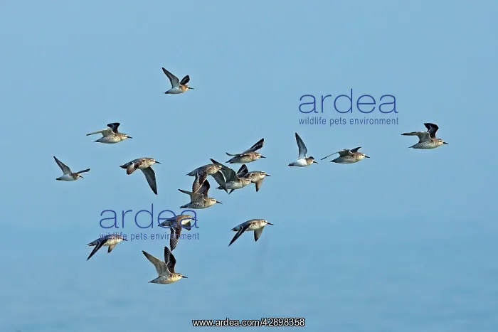 : Various Waders: mainly Dunlin - in flight : Various Waders: mainly Dunlin - in flight