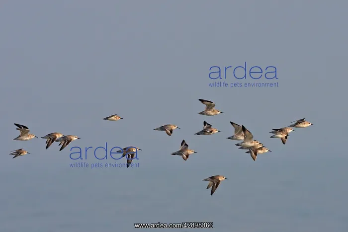 : Various Waders: mainly Dunlin - in flight : Various Waders: mainly Dunlin - in flight