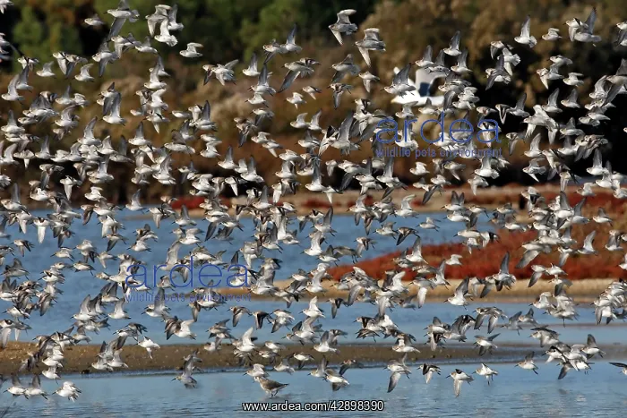 : Various Waders - (mainly Dunlin) - in flight : Various Waders - (mainly Dunlin) - in flight