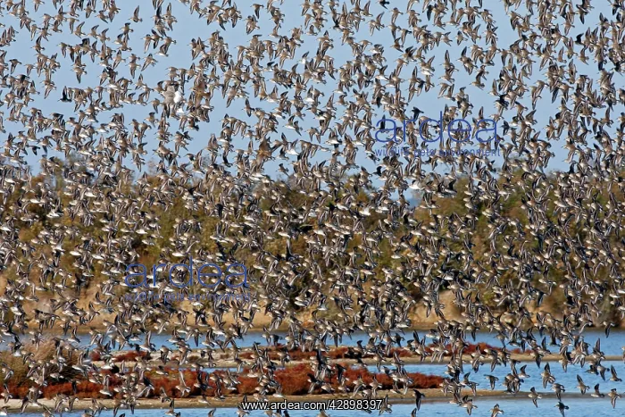 : Various Waders - (mainly Dunlin) - in flight : Various Waders - (mainly Dunlin) - in flight