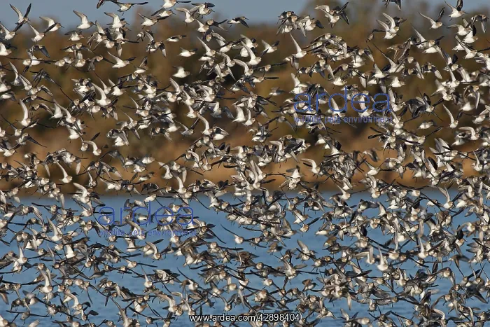 : Various Waders - (mainly Dunlin) - in flight : Various Waders - (mainly Dunlin) - in flight
