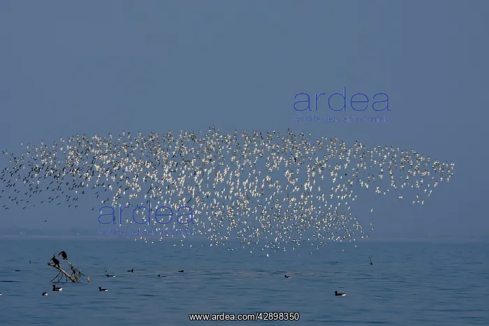 : Various Waders: mainly Dunlin - Ringed Plover - : Various Waders: mainly Dunlin - Ringed Plover -