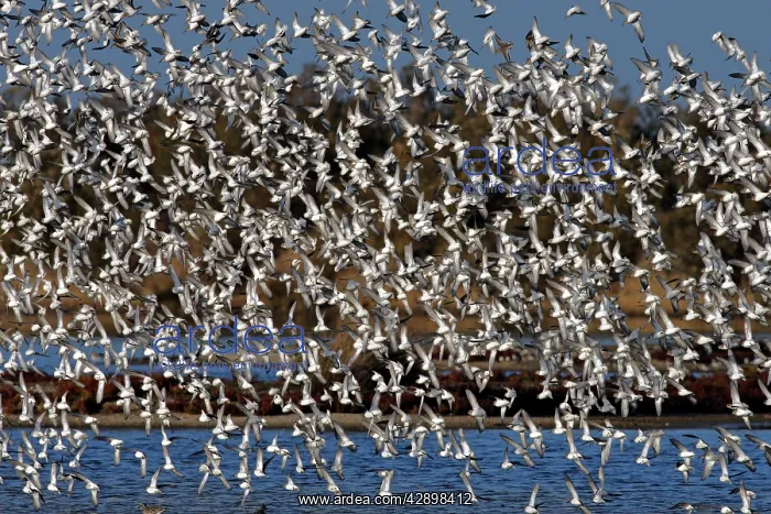 : Various Waders: mainly Dunlin - Ringed Plover - : Various Waders: mainly Dunlin - Ringed Plover -