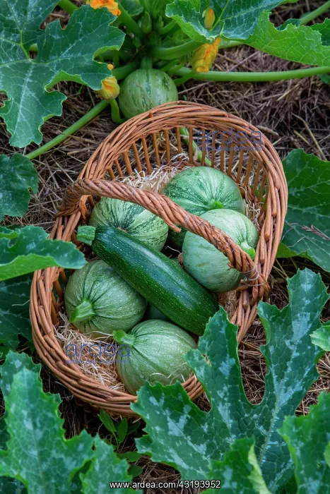: Various Zucchinis in a basket in a Vegetable Garden : Various Zucchinis in a basket in a Vegetable Garden
