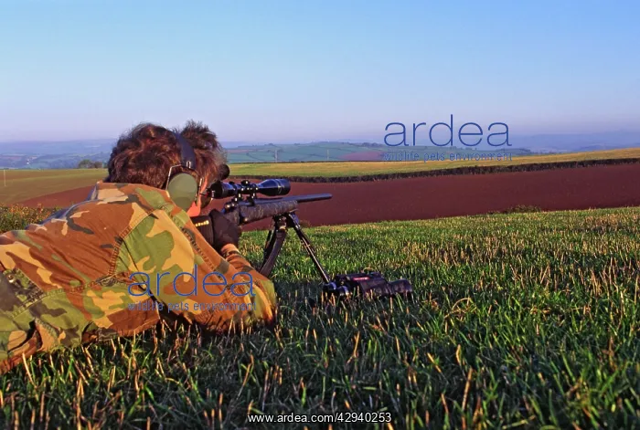 : Varmint hunter takes aim at distant rabbit or fox : Varmint hunter takes aim at distant rabbit or fox