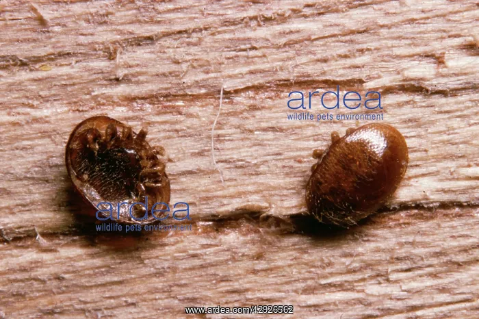 : Varroa Mites : Varroa Mites