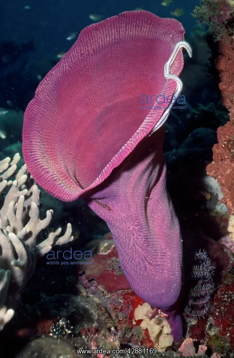 : Vase Sponge : Vase Sponge