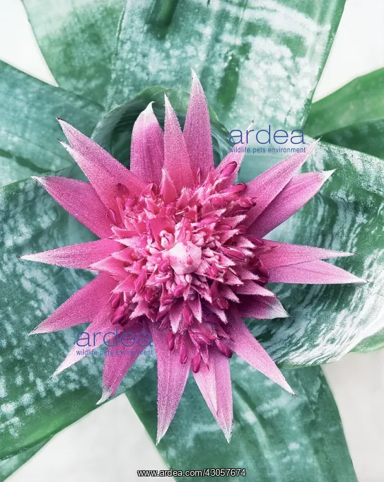 : Vaseplant, Aechmea fasciata : Vaseplant, Aechmea fasciata
