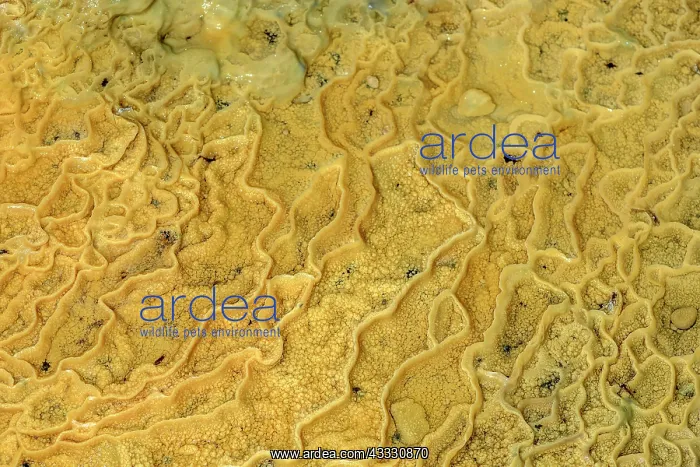 : Vasques Calcite in a cave, Grotte de Saint Field : Vasques Calcite in a cave, Grotte de Saint Field